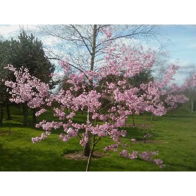 Prunus x subhirtella 'Fukubana' Prunus x subhirtella 'Fukubana'