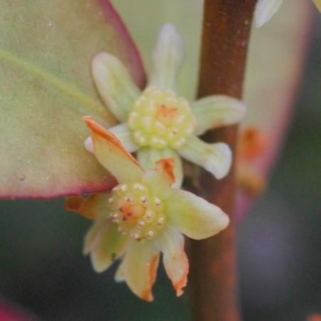 Pseudowintera colorata Pseudowintera colorata