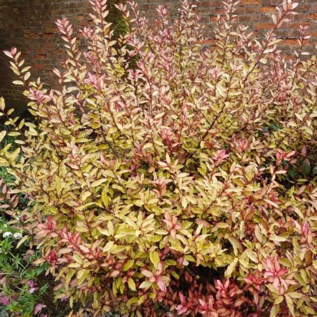 Pseudowintera colorata Pseudowintera colorata