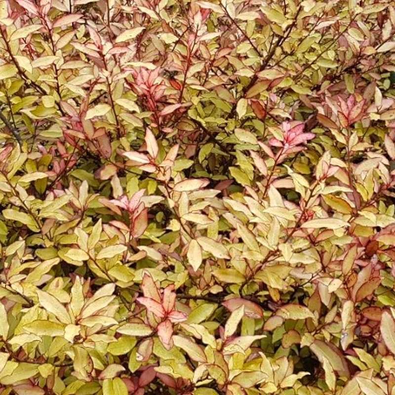 Pseudowintera colorata