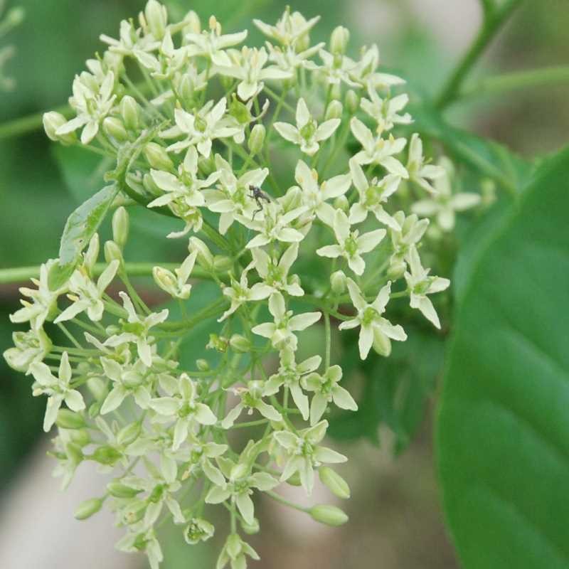 Ptelea trifoliata