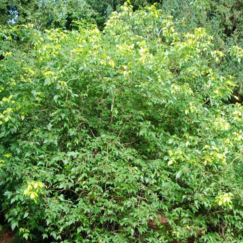 Ptelea trifoliata