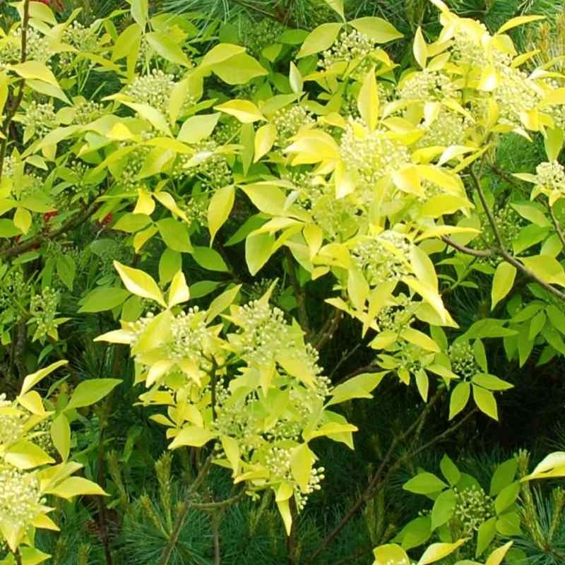 Ptelea trifoliata 'Aurea'