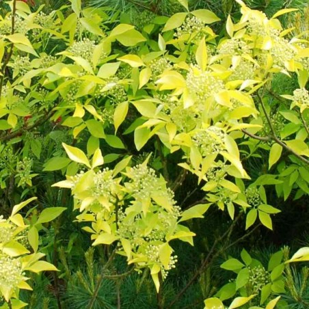 Ptelea trifoliata 'Aurea'