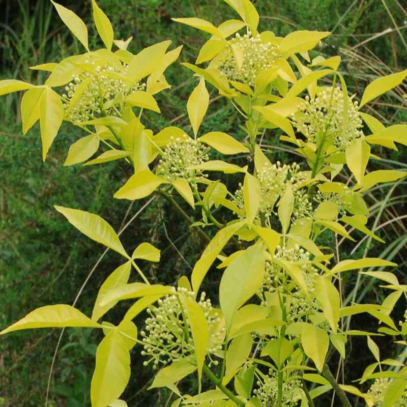 Ptelea trifoliata 'Aurea'