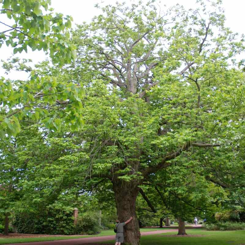 Pterocarya fraxinifolia