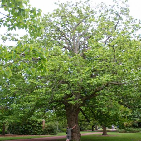 Pterocarya fraxinifolia Pterocarya fraxinifolia