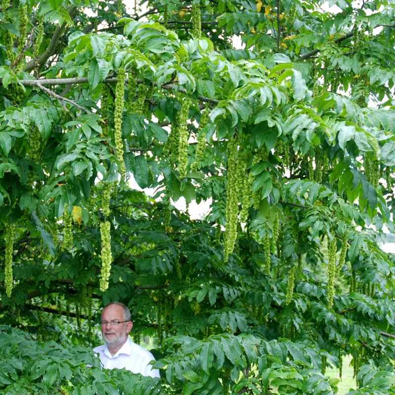 Pterocarya fraxinifolia