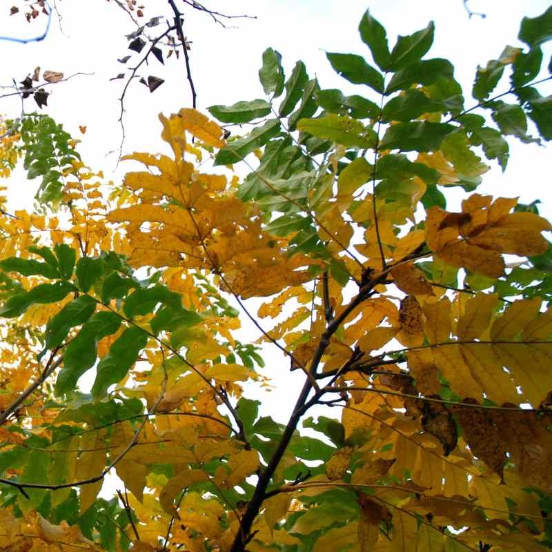 Pterocarya fraxinifolia