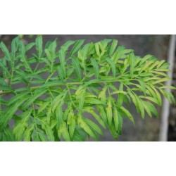 Pterocarya stenoptera 'Fern Leaf' - leaf close up