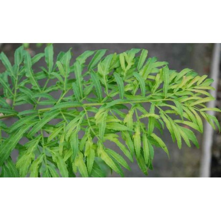Pterocarya stenoptera 'Fern Leaf' - leaf close up Pterocarya stenoptera 'Fern Leaf' - leaf close up