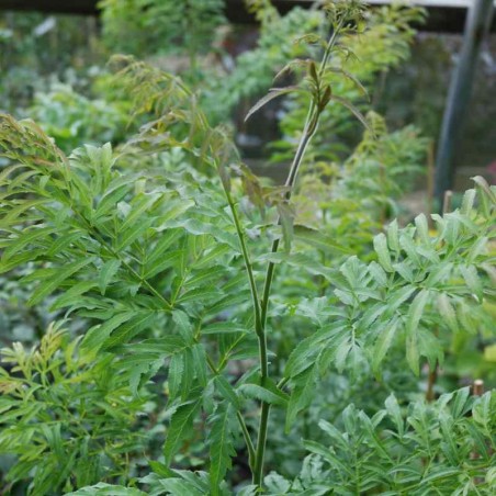 Pterocarya stenoptera 'Fern Leaf' Pterocarya stenoptera 'Fern Leaf'