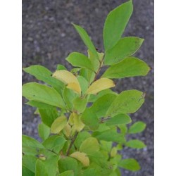 Pterostyrax corymbosa