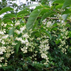 Pterostyrax hispida - summer flowers