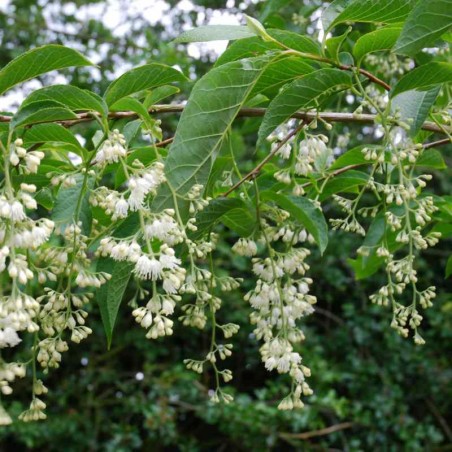 Pterostyrax hispida - summer flowers Pterostyrax hispida - summer flowers