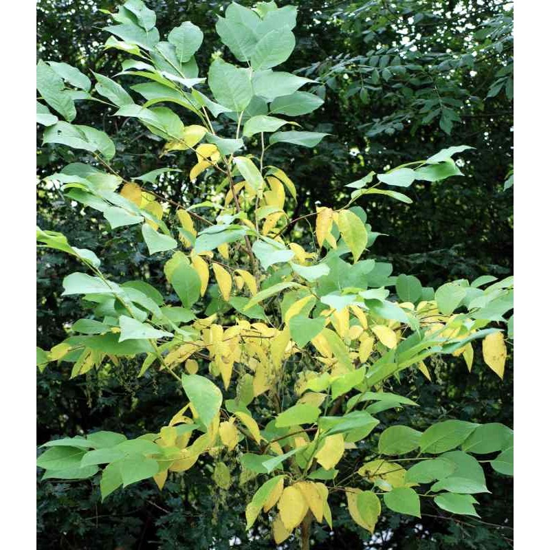 Pterostyrax hispida Pterostyrax hispida