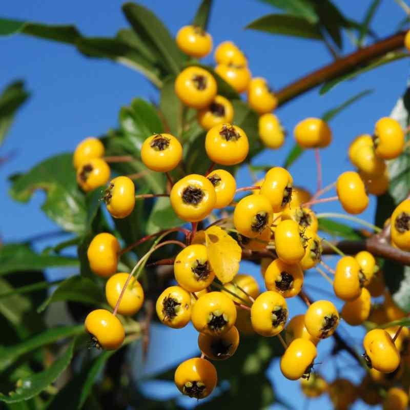 Pyracantha 'Knaphill Lemon'