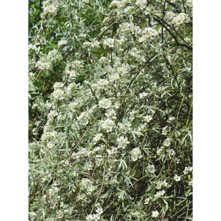 Pyrus salicifolia 'Pendula' Pyrus salicifolia 'Pendula'