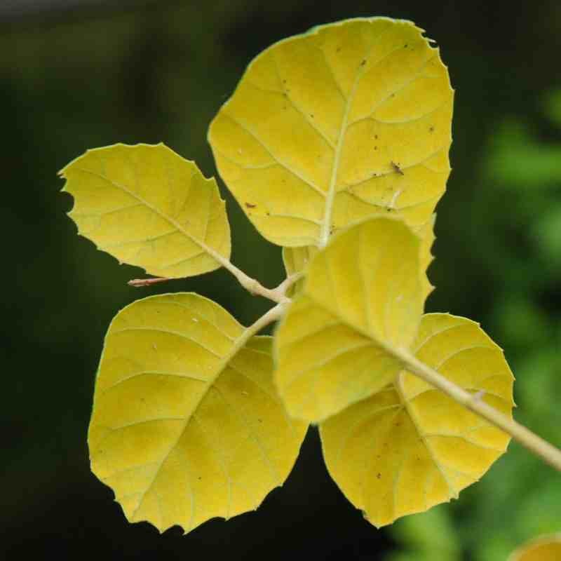 Quercus alnifolia Quercus alnifolia