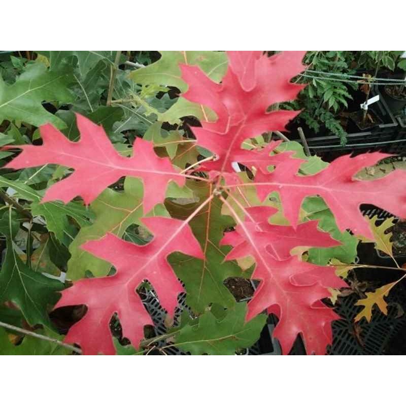 Quercus buckleyi 'Dazzling Red'