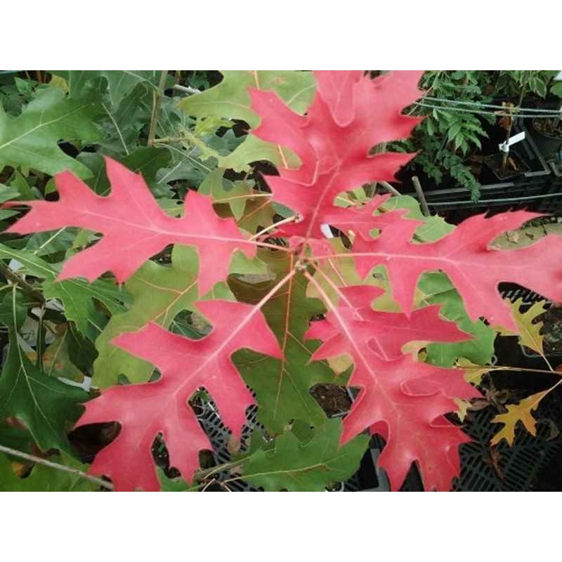 Quercus buckleyi 'Dazzling Red' Quercus buckleyi 'Dazzling Red'