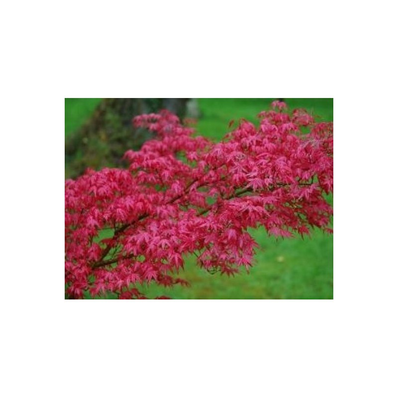 Acer palmatum 'Deshojo' - spring leaves