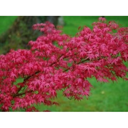 Acer palmatum 'Deshojo' - spring leaves Acer palmatum 'Deshojo' - spring leaves