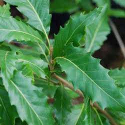 Quercus castaneifolia 'Green Spire'
