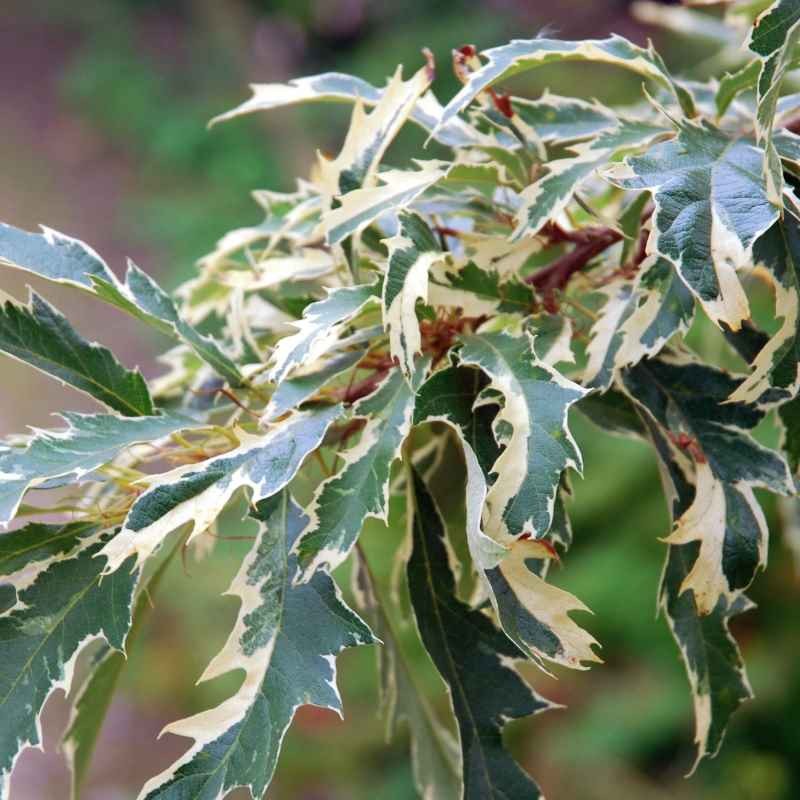 Quercus cerris 'Argenteovariegata'