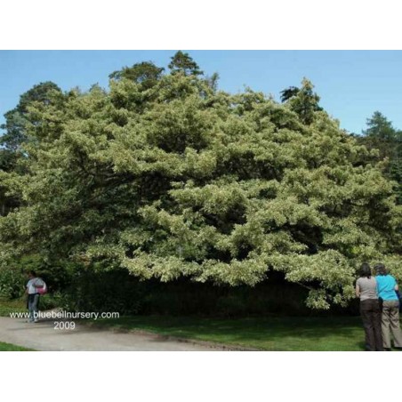 Quercus cerris 'Argenteovariegata' Quercus cerris 'Argenteovariegata'
