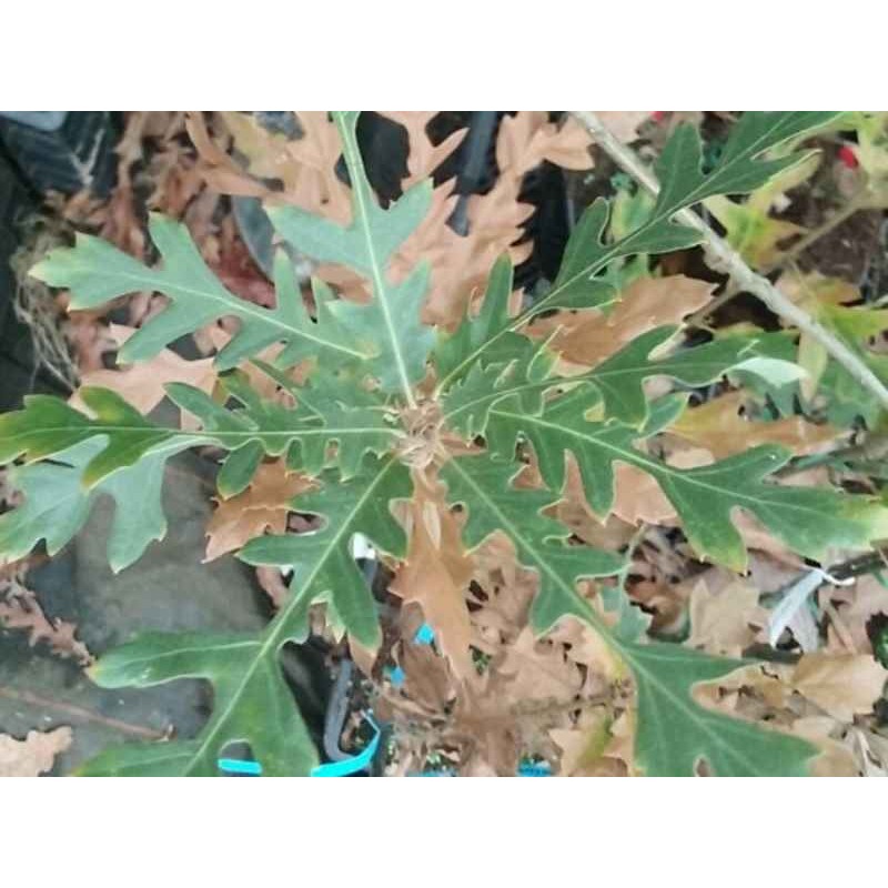 Quercus cerris 'Bolte's Obelisk' Quercus cerris 'Bolte's Obelisk'
