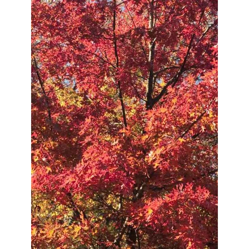Quercus coccinea Quercus coccinea