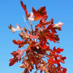 Quercus coccinea 'Splendens'