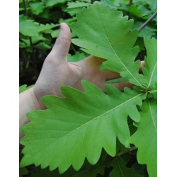 Quercus dentata 'Carl Ferris Miller' - leaf close up