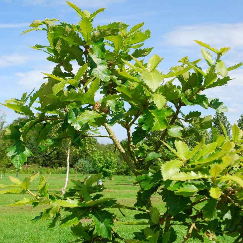 Quercus dentata 'Carl Ferris Miller'