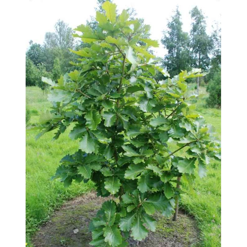Quercus dentata 'Carl Ferris Miller'