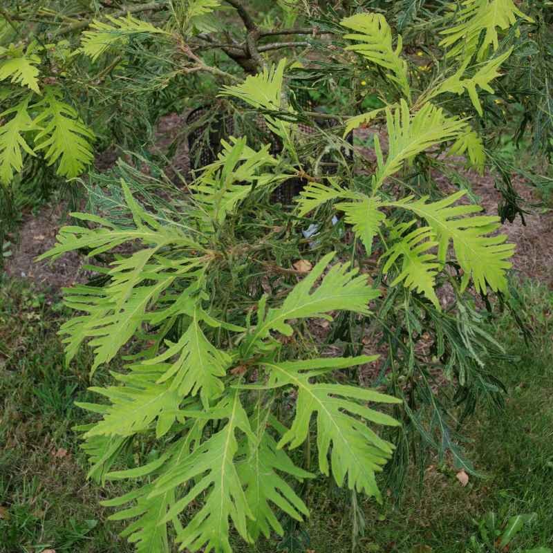 Quercus dentata 'Pinnatifida' Quercus dentata 'Pinnatifida'