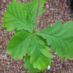 Quercus dentata 'Sir Harold Hillier'