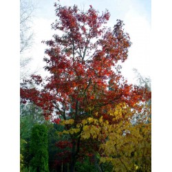 Quercus ellipsoidalis 'Hemelrijk'