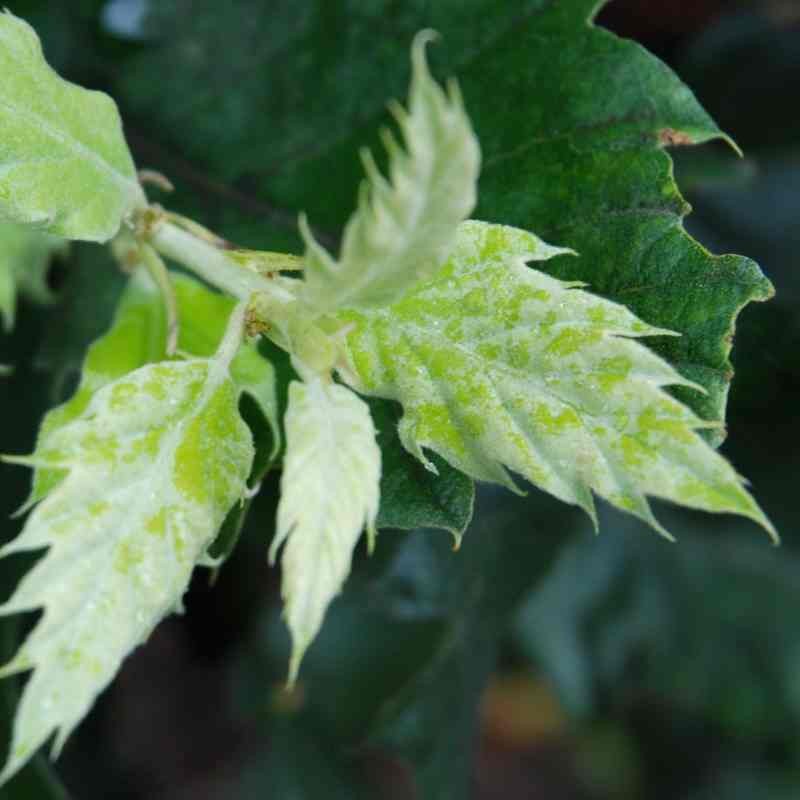 Quercus ithaburensis 'Hemelrijk Silver' - young leaves Quercus ithaburensis 'Hemelrijk Silver' - young leaves
