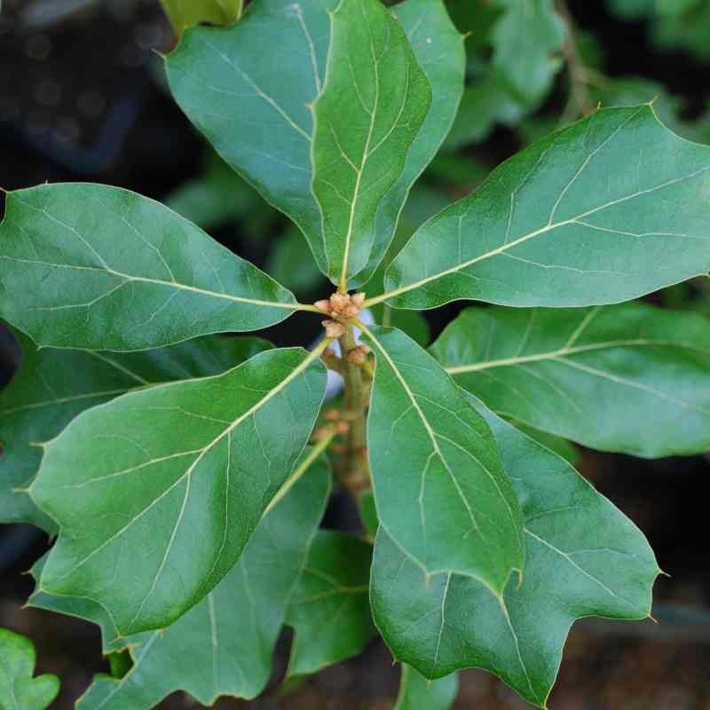 Quercus marilandica Quercus marilandica