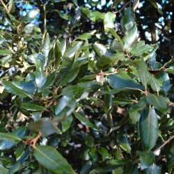 Quercus ilex