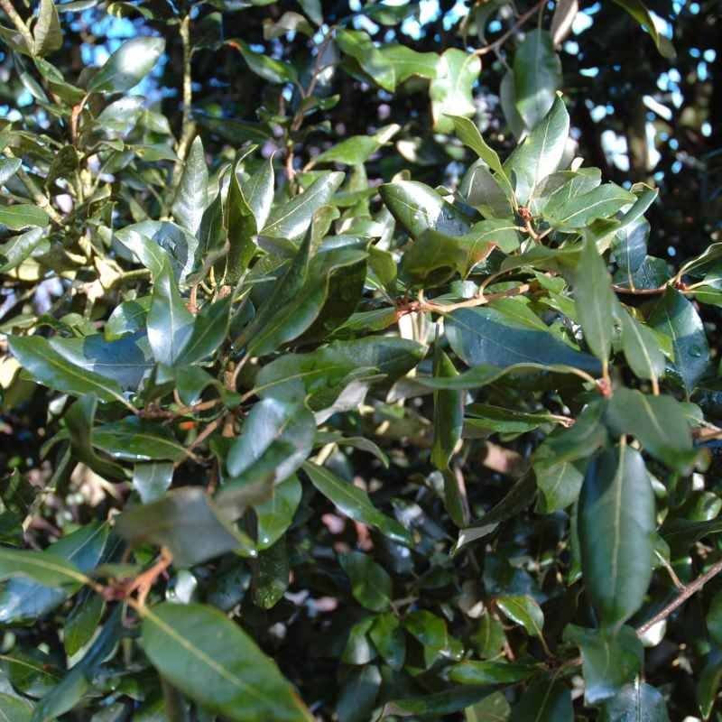 Quercus ilex