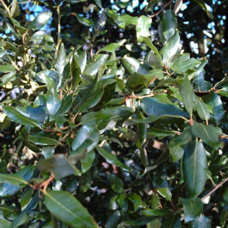 Quercus ilex Quercus ilex
