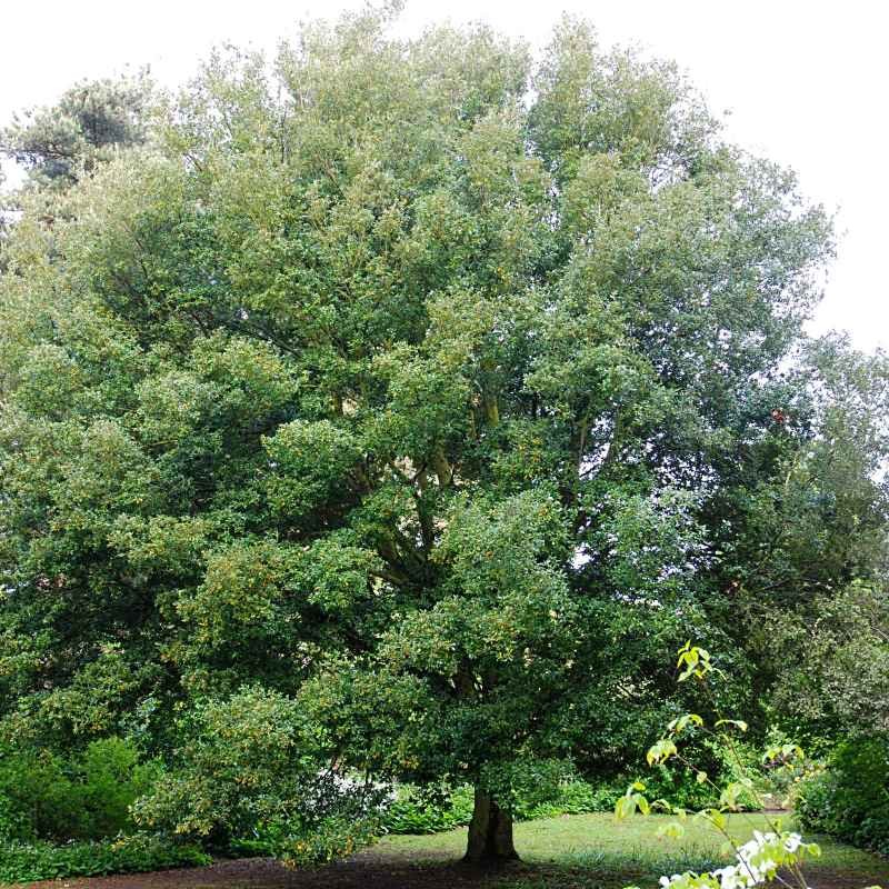 Quercus ilex