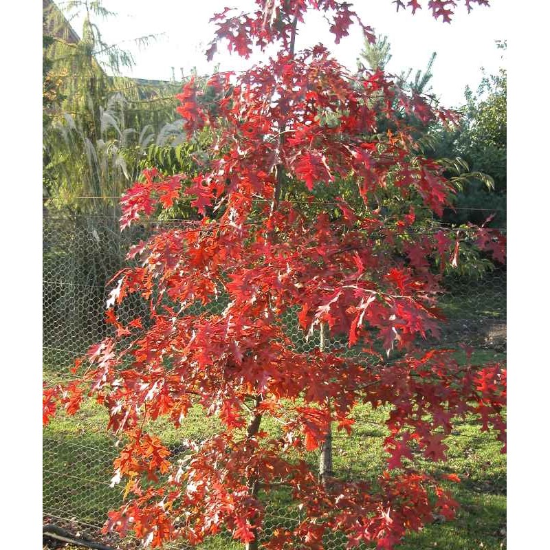 Quercus palustris 'Flaming Suzy' - autumn colour Quercus palustris 'Flaming Suzy' - autumn colour