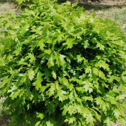 Quercus palustris 'Green dwarf'
