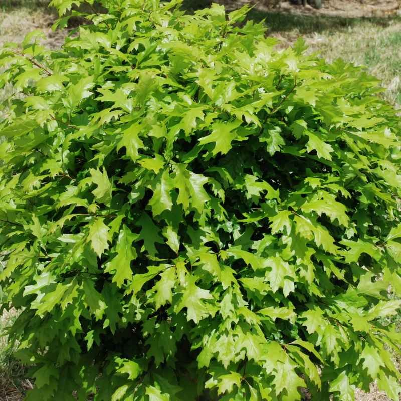 Quercus palustris 'Green dwarf' Quercus palustris 'Green dwarf'