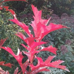 Quercus palustris 'Green Pillar' - red autumn colour