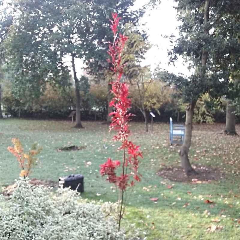 Quercus palustris 'Green Pillar' - four to five year old plant